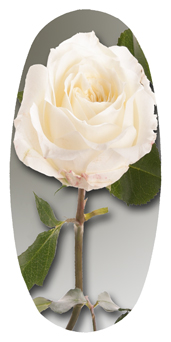 DASOV 070 White Rose Stem (Matthews)
